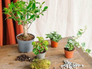 La Green Touch Kit Terrarium Diy 2 Plantes, Ficus et Fittonia